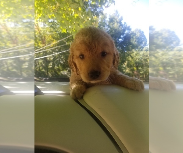 Medium Photo #1 Golden Retriever Puppy For Sale in MCMINNVILLE, TN, USA