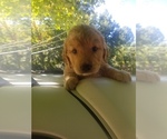 Small Photo #1 Golden Retriever Puppy For Sale in MCMINNVILLE, TN, USA