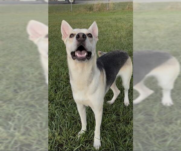Medium Photo #1 German Shepherd Dog-Unknown Mix Puppy For Sale in Rosenberg, TX, USA