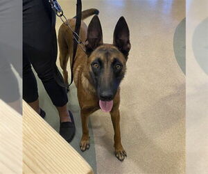 Mutt Dogs for adoption in Upland, CA, USA