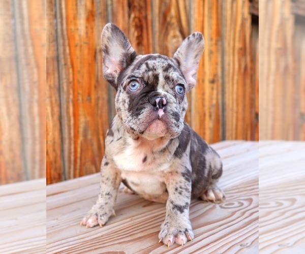 Medium Photo #6 French Bulldog Puppy For Sale in BEVERLY HILLS, CA, USA