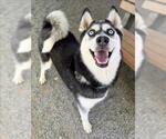 Small #1 Siberian Husky