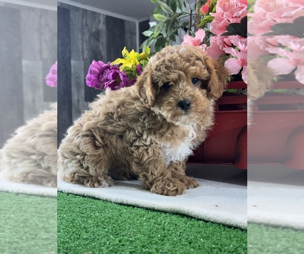 Medium Photo #3 Poodle (Toy) Puppy For Sale in CANOGA, NY, USA