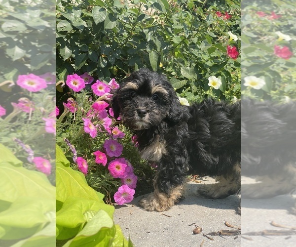 Medium Photo #3 Lhasa Apso-Poodle (Toy) Mix Puppy For Sale in CANOGA, NY, USA