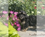 Small #2 Lhasa Apso-Poodle (Toy) Mix
