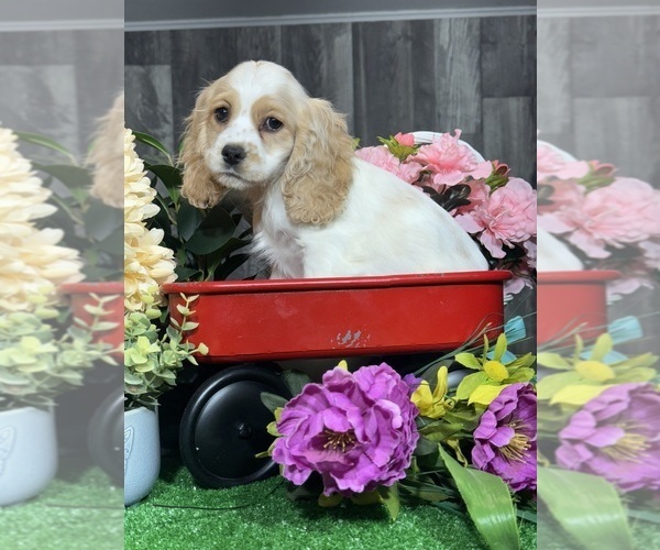 Medium Photo #3 Cocker Spaniel Puppy For Sale in CANOGA, NY, USA