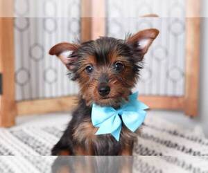 Yorkshire Terrier Puppy for sale in NAPLES, FL, USA