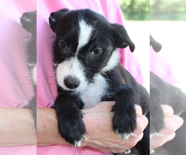 Medium Photo #3 Mutt Puppy For Sale in Prattville, AL, USA