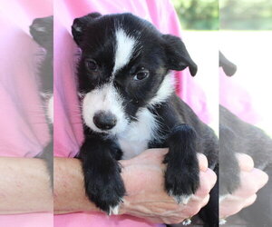 Rain 44380 - Female Mutt Dog for Adoption - Photo #3