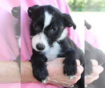 Small Photo #3 Mutt Puppy For Sale in Prattville, AL, USA