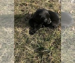 Small Photo #7 Labrador Retriever Puppy For Sale in LONDON, OH, USA