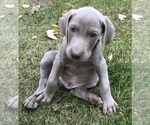 Small Photo #10 Weimaraner Puppy For Sale in HEMLOCK, MI, USA