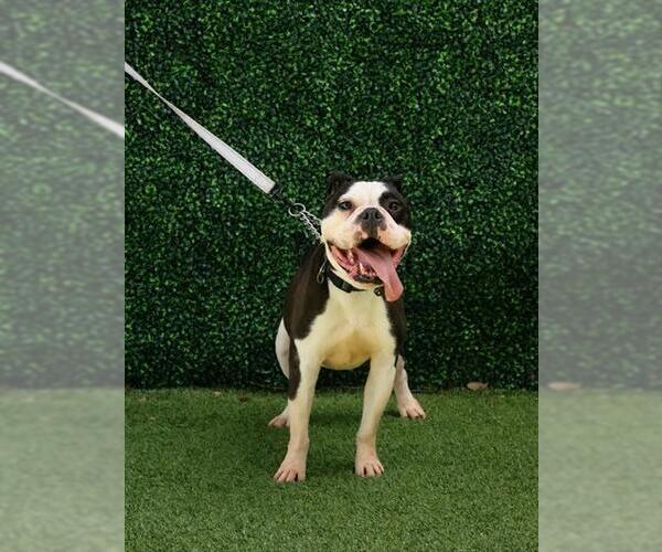 Medium Photo #2 Bulldog Puppy For Sale in Naples, FL, USA