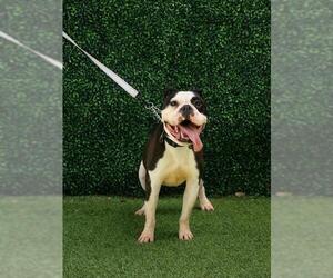 HUCK - Male Bulldog Dog for Adoption - Photo #2