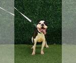 Small #1 Bulldog