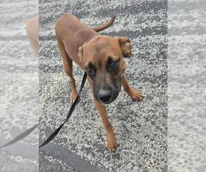 Black Mouth Cur-Unknown Mix Dogs for adoption in San Antonio, TX, USA