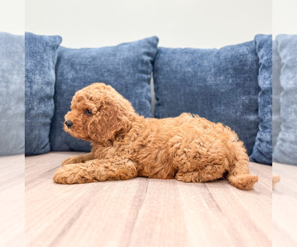 Medium Photo #5 Miniature Labradoodle Puppy For Sale in MILLERSBURG, OH, USA