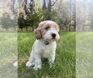 Cavapoo-Poodle (Miniature) Mix Puppy for sale in DURHAM, CT, USA