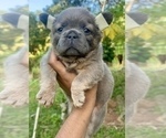 Small Photo #3 French Bulldog Puppy For Sale in CLEVELAND, OH, USA