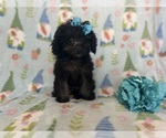 Small Photo #10 Cavapoo Puppy For Sale in LAKELAND, FL, USA