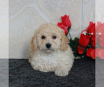 Small Photo #3 Poochon Puppy For Sale in GORDONVILLE, PA, USA