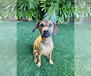 Aria - Female Golden Labrador Dog for Adoption - Photo #13