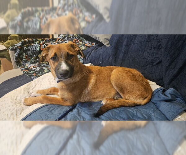 Medium Photo #5 Australian Shepherd-Unknown Mix Puppy For Sale in MIDWAY, UT, USA