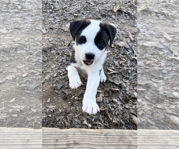 Medium Photo #7 Mutt Puppy For Sale in Holly Springs, NC, USA