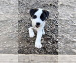 Small #6 Mutt