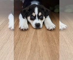 Small Siberian Husky Mix