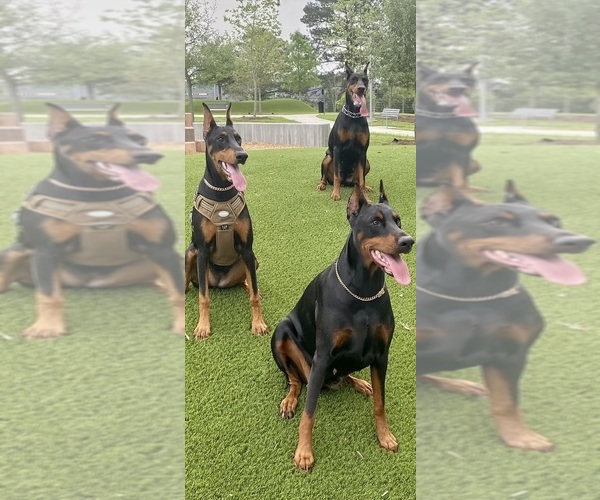 Medium Photo #21 Doberman Pinscher Puppy For Sale in LIVINGSTON, LA, USA