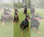 Litter of 9 - Male(s) and Female(s) Doberman PinscherLitter of Puppies for Sale - Photo #21