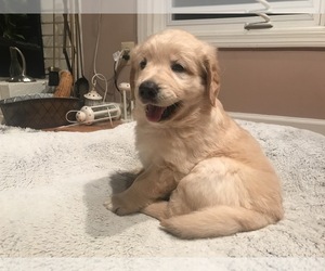 Golden Retriever Puppy for sale in ASHLAND, MA, USA