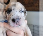 Small Photo #35 Daniff-Neapolitan Mastiff Mix Puppy For Sale in MONTEVIEW, ID, USA