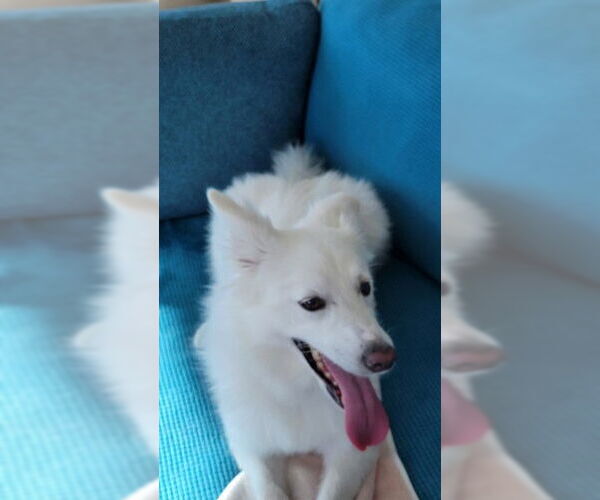 Medium Photo #3 American Eskimo Dog Puppy For Sale in Pikesville, MD, USA