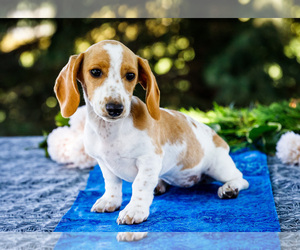 Dachshund Puppy for sale in WAKARUSA, IN, USA