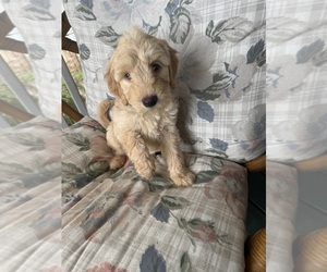 Goldendoodle Puppy for sale in SATSUMA, FL, USA