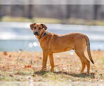 Small #11 Mutt