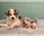Small Photo #9 Australian Shepherd Puppy For Sale in HILLSBORO, WI, USA