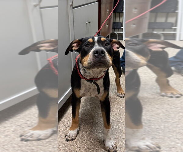 Medium Photo #9 American Pit Bull Terrier Puppy For Sale in Great Bend, KS, USA