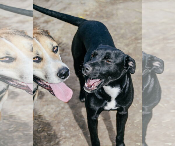 Medium Photo #2 American Staffordshire Terrier-Unknown Mix Puppy For Sale in Tracy City, TN, USA