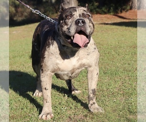 Mother of the American Bully puppies born on 12/16/2021