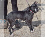 Small Photo #3 American Staffordshire Terrier-Unknown Mix Puppy For Sale in Huntley, IL, USA