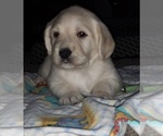 Small Photo #13 Labradoodle Puppy For Sale in ADRIAN, MO, USA