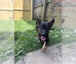 Small #2 German Shepherd Dog Mix