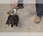 Small Photo #1 Wapoo Puppy For Sale in GREENWOOD, WI, USA
