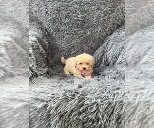 Poodle (Toy) Puppy for sale in JEFFERSONVILLE, IN, USA