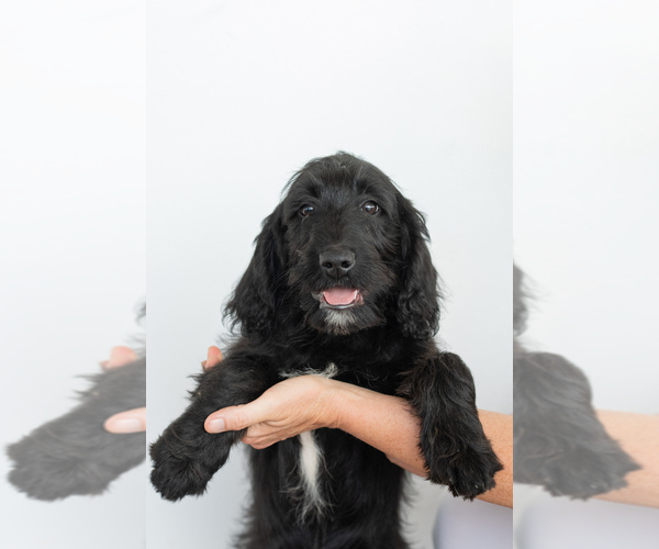 Medium Photo #1 Labradoodle Puppy For Sale in BRUSH PRAIRIE, WA, USA