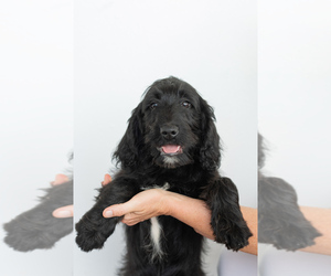 Labradoodle Puppy for sale in BRUSH PRAIRIE, WA, USA