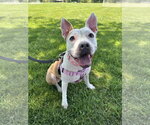Small Photo #15 Mutt Puppy For Sale in Oakhurst, NJ, USA